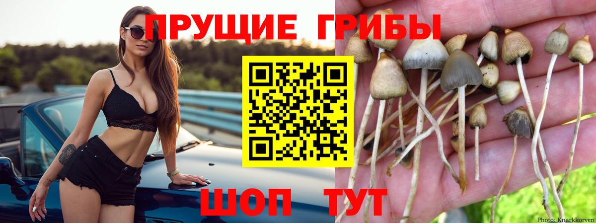 Псилоцибиновые грибы Psilocybe Еманжелинск